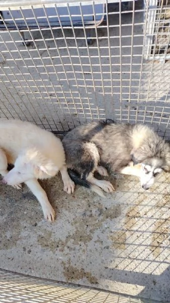 Husky incrocio montagna dei pirenei  | Foto 0