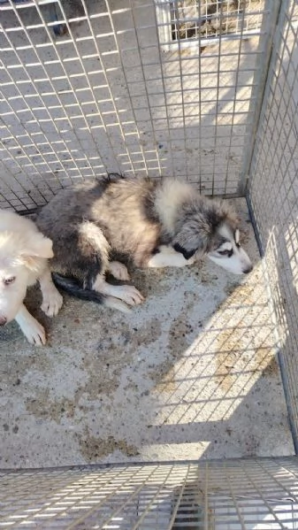 Husky incrocio montagna dei pirenei 