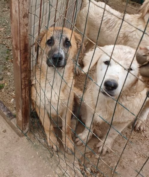 PALLINO CERCA FAMIGLIA | Foto 1