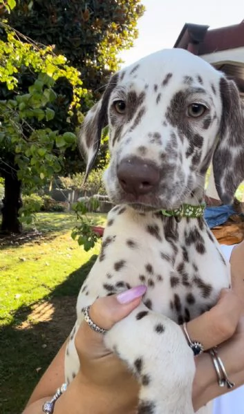 Cucciole di dalmata con pedigree  | Foto 3