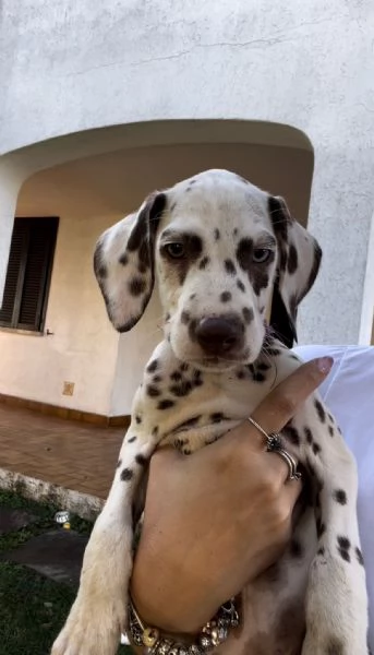 Cucciola di dalmata con pedigree  | Foto 0