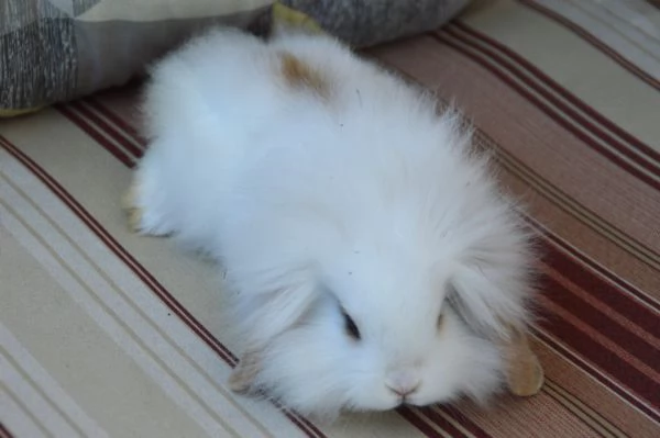 Conigliette fuzzy lop | Foto 1