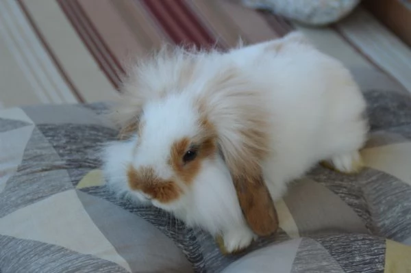 Conigliette fuzzy lop | Foto 0