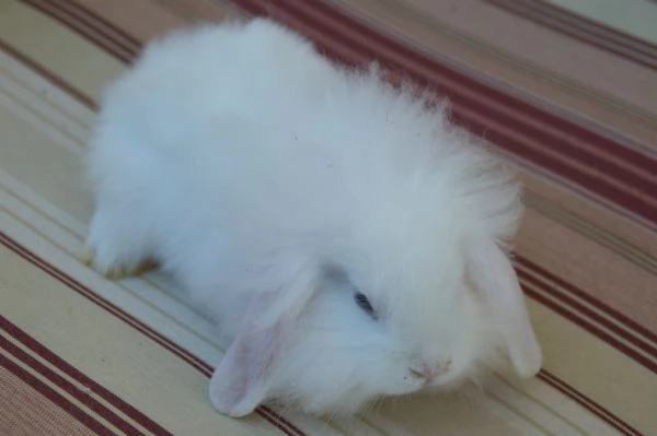 Conigli fuzzy lop | Foto 4