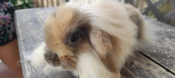 Coniglio Fuzzy Lop