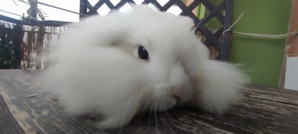 Coniglio Fuzzy Lop