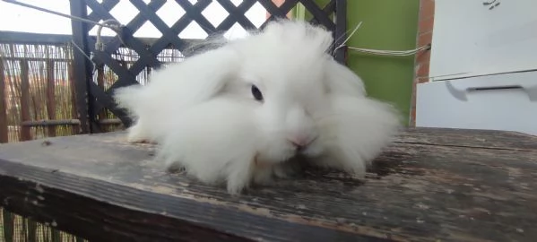 Coniglio Fuzzy Lop | Foto 1