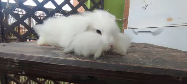 Coniglio Fuzzy Lop | Foto 0