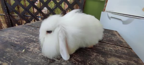 Coniglio Fuzzy Lop | Foto 3