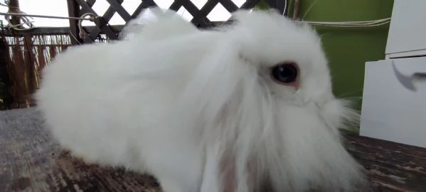 Coniglio Fuzzy Lop | Foto 1