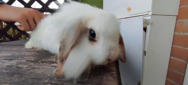 Coniglio Fuzzy Lop