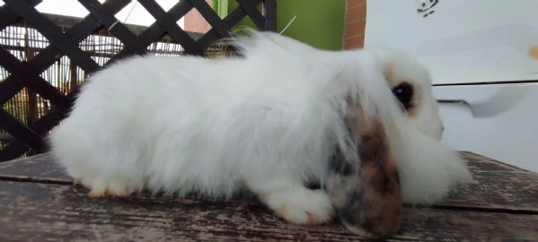 Coniglio Fuzzy Lop | Foto 1