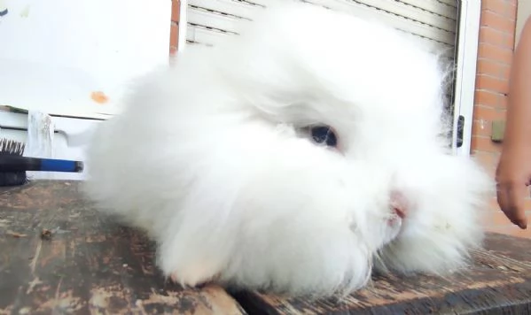 Coniglio Fuzzy Lop