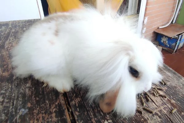 Coniglio Fuzzy Lop | Foto 1