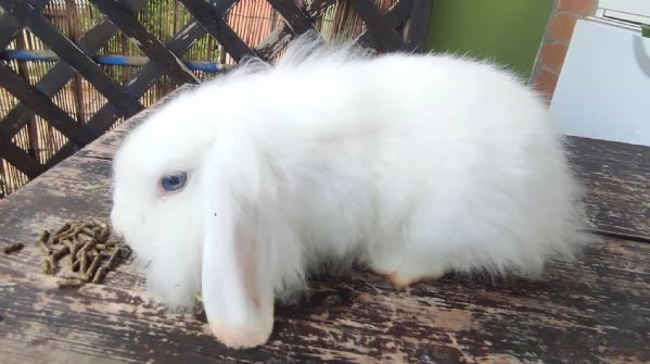 Coniglio Fuzzy Lop | Foto 3