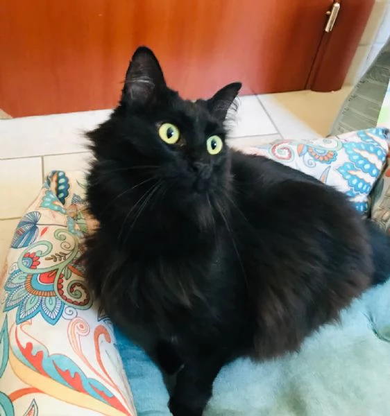 Morgana 2 anni due stelle negli occhi