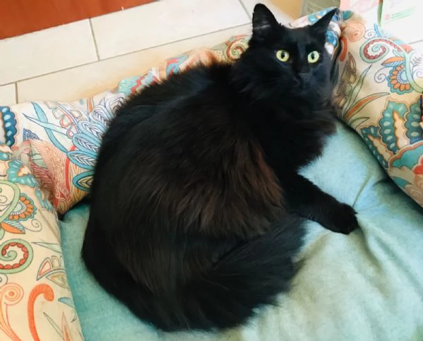 Morgana 2 anni due stelle negli occhi | Foto 1