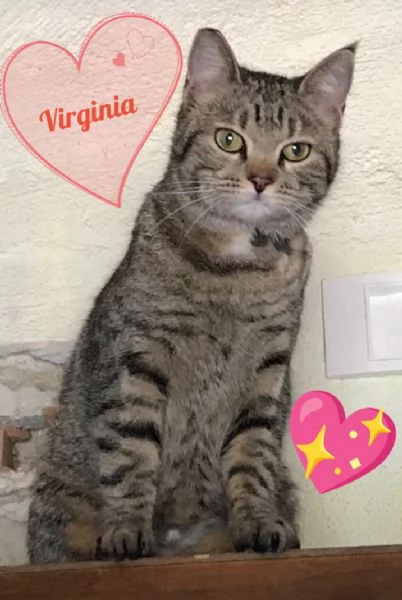 Virginia micia super fusona rischia il gattile  | Foto 0