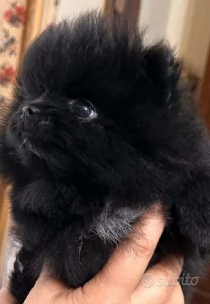 CUCCIOLI DI VOLPINO POMERANIA SPITZ TOY | Foto 4