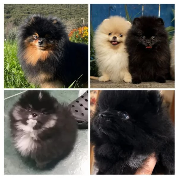 CUCCIOLI DI VOLPINO POMERANIA SPITZ TOY | Foto 1