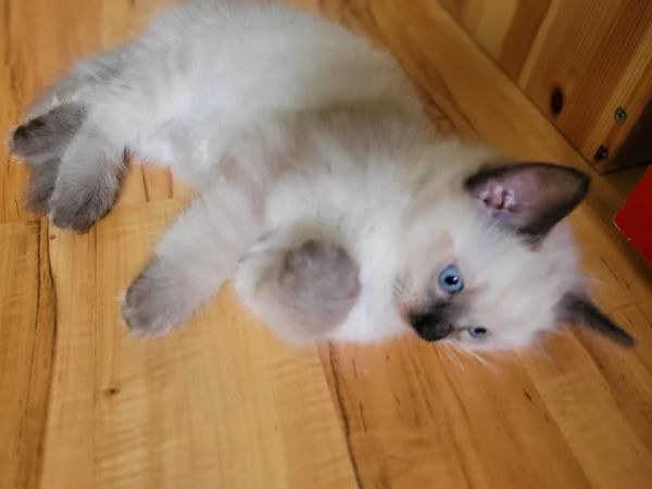 Vendita cucciolo cuccoli ragdoll | Foto 4