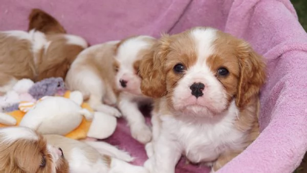 Disponibili cuccioli di Cavalier King