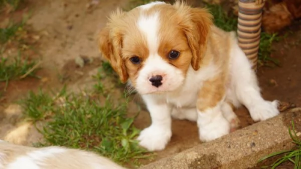 Disponibili cuccioli di Cavalier King | Foto 1