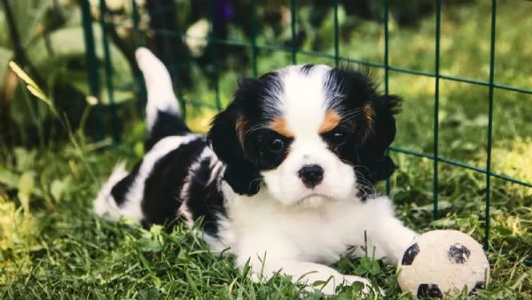 Disponibili cuccioli di Cavalier King | Foto 4