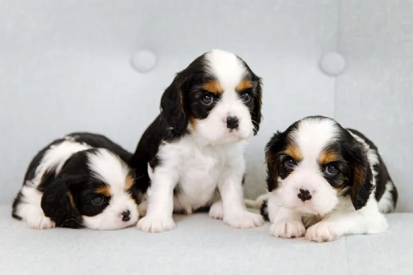 Disponibili cuccioli di Cavalier King