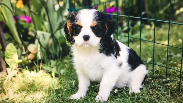 Disponibili cuccioli di Cavalier King | Foto 2