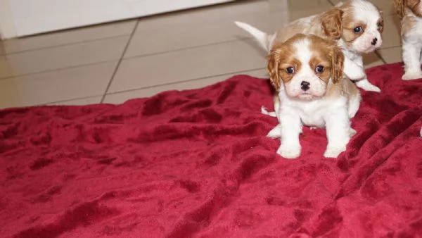 Disponibili cuccioli di Cavalier King