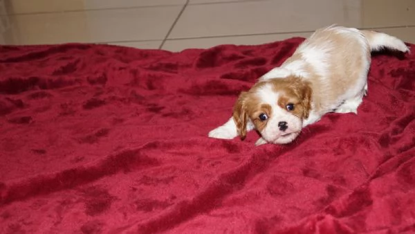 Disponibili cuccioli di Cavalier King | Foto 4