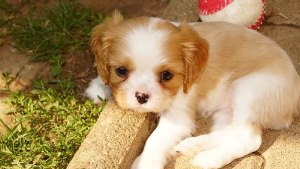 Disponibili cuccioli di Cavalier King | Foto 3