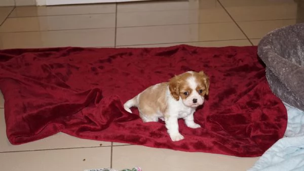 Disponibili cuccioli di Cavalier King | Foto 2