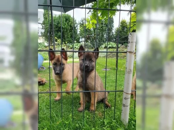 CUCCIOLI DI PASTORE BELGA MALINOIS