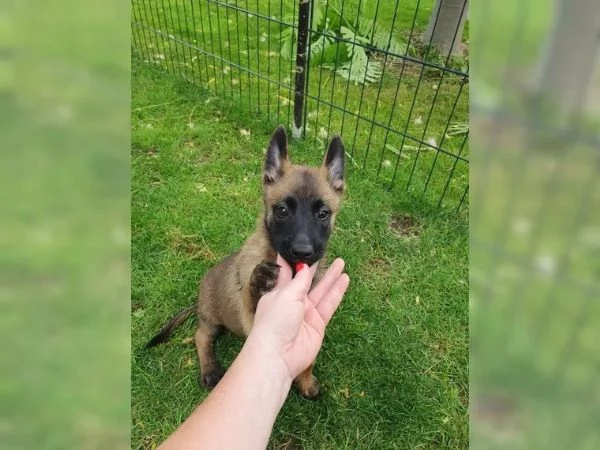 CUCCIOLI DI PASTORE BELGA MALINOIS | Foto 1