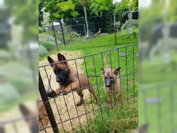 CUCCIOLI DI PASTORE BELGA MALINOIS