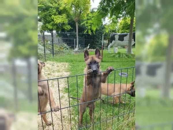 CUCCIOLI DI PASTORE BELGA MALINOIS | Foto 0