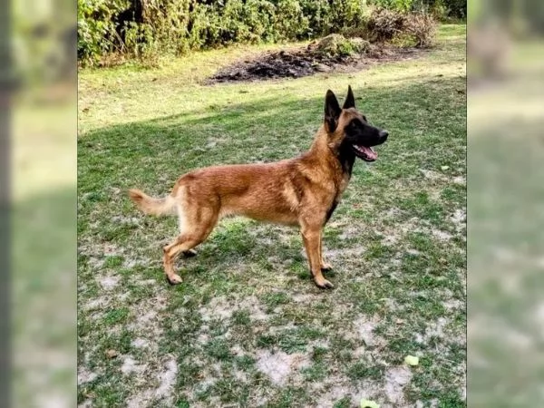 CUCCIOLI DI PASTORE BELGA MALINOIS | Foto 3