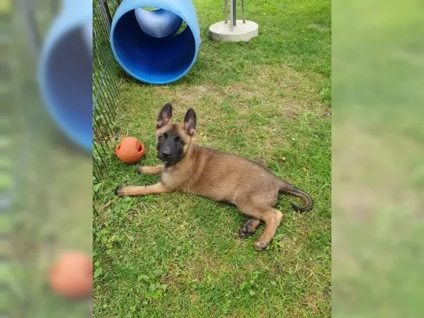 CUCCIOLI DI PASTORE BELGA MALINOIS | Foto 1