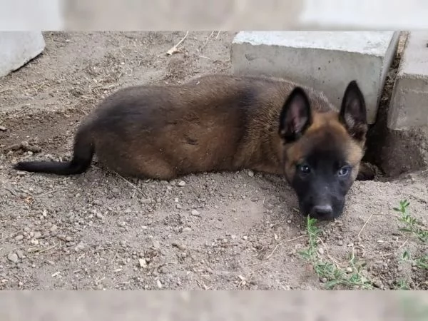 CUCCIOLI DI PASTORE BELGA MALINOIS | Foto 0