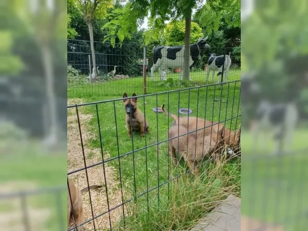 CUCCIOLI DI PASTORE BELGA MALINOIS