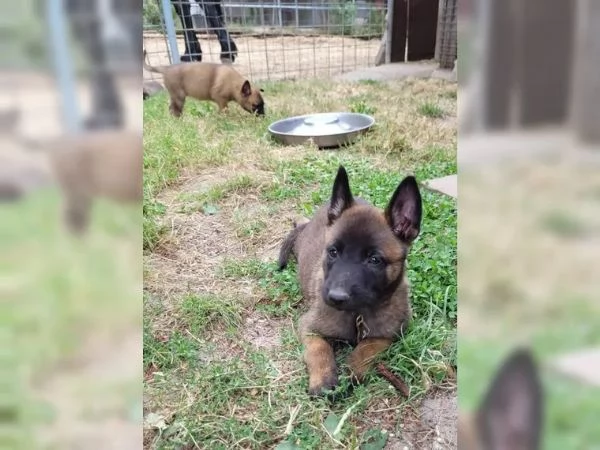 CUCCIOLI DI PASTORE BELGA MALINOIS | Foto 1