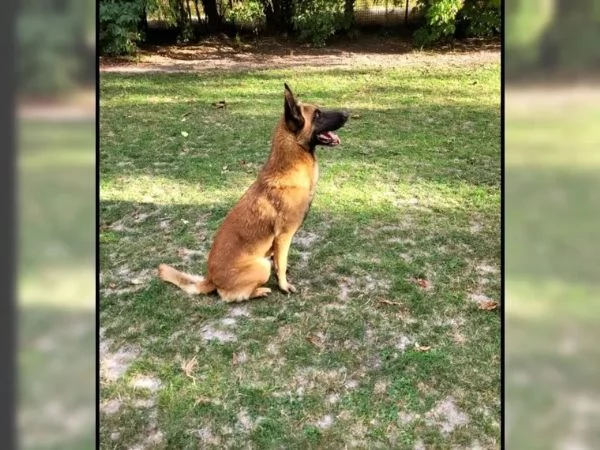 CUCCIOLI DI PASTORE BELGA MALINOIS | Foto 0