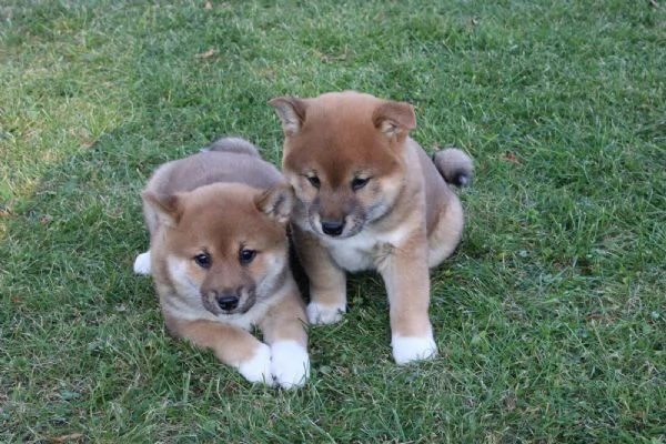 disponibili cuccioli di shiba Inu