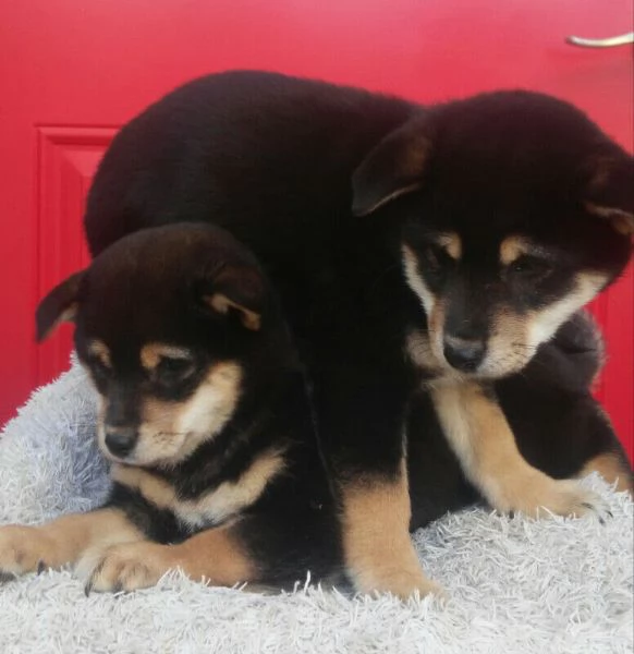 disponibili cuccioli di shiba Inu  | Foto 0