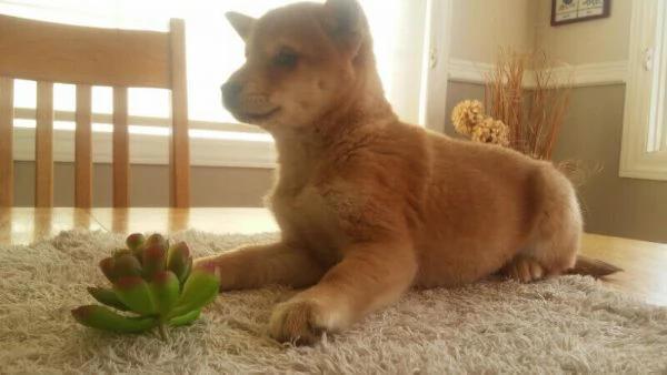 disponibili cuccioli di shiba Inu | Foto 3