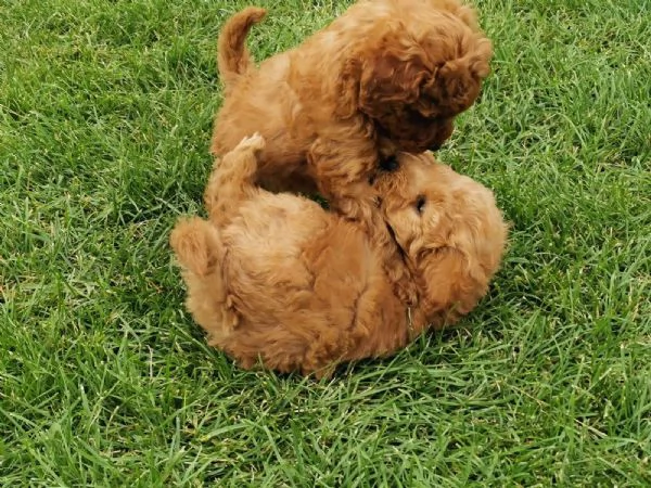 adorabili cuccioli di barboncino toy | Foto 1