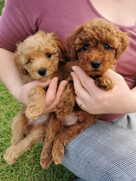 adorabili cuccioli di barboncino toy