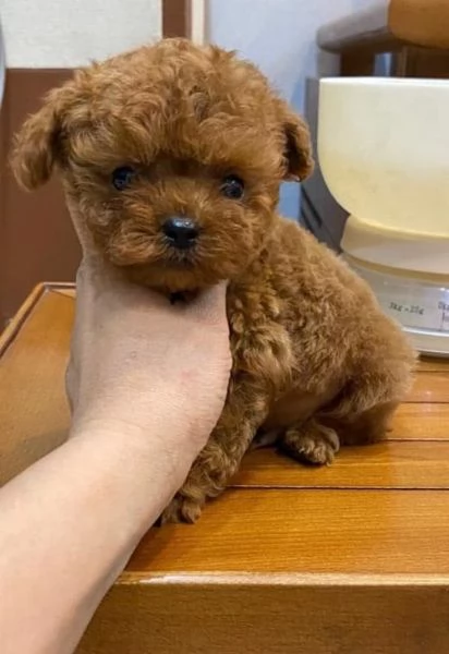  adorabili cuccioli di barboncino toy | Foto 4